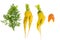 Ugly shaped vegetables, food. Deformed  fresh organic carrots. Misshapen produce