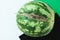 Ugly shaped watermelon with scar-like structure, scratch on white background