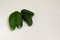 Ugly Siamese-twin cucumbers on a white background. Copy space