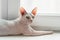 Ugly Sphynx cat on sill