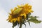 Ugly sunflower and sky