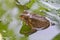 Ugly toad on water lily leaf in water