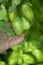 Ugly tomato on branch touches with farmer hand, Unripe and misshapened double vegetable on the background of defocused