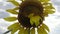 Ugly, unusual, mutant Sunflower Flower