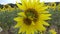Ugly, unusual, mutant Sunflower Flower