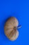 Ugly vegetable organic kiwi on a classic blue background. Vertical orientation. Ugly food concept