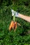 Ugly vegetables. Female hand hold unusual fused carrots with several tails. Farming, seasonal harvesting of vegetables