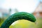 The ugly vegetables the ugly garden cucumber, fresh harvest