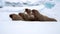 An ugly of walruses on the fast ice around Svalbard