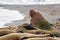 An ugly of walruses hauled out on a beach in Svalbard