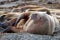 An ugly of walruses hauled out on a beach in Svalbard