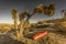 UGQ Down Quilt in Joshua Tree National Park