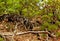 Uinta Chipmunk, Greenleaf Manzanita, Bryce Canyon