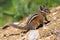 Uinta Chipmunk Tamias umbrinus