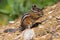 Uinta Chipmunk Tamias umbrinus