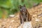 Uinta Chipmunk Tamias umbrinus