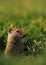 Uinta Ground Squirrel