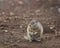 Uinta Ground Squirrel