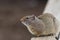 Uinta Ground Squirrel