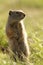 Uinta ground squirrel