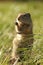 Uinta ground squirrel