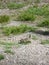 Uinta Ground Squirrel, Big Cottonwood Canyon, Utah