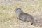 UINTA GROUND SQUIRREL IN GRASS STOCK IMAGE