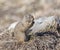 Uinta ground squirrel out of burrow in early spring