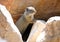 Uinta Ground Squirrel, Urocitellus armatus, Park City, Utah