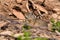 Uinta Ground Squirrel, Utah