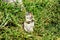 Uinta Ground Squirrel in Yellowstone National Park, Wyoming Montana. Small cute adorable animals. Northwest.