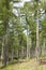 UK forest, forestry woodland with pine trees, Chiltern Hills, UK