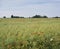 UK, Gloucestershire, Cotswolds poppy field near Coates