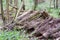 UK habitat decaying wood pile