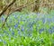 UK Habitats ancient coppiced woodland