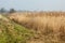 UK habitats reedbed and grassland interface