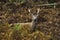 UK - Leicestershire - Bradgate Park - Fallow Deer