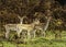 UK - Leicestershire - Bradgate Park - Fallow Deer