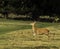 UK - Leicestershire - Bradgate Park - Fallow Deer