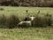 UK - Leicestershire - Bradgate Park - White Fallow Deer