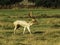 UK - Leicestershire - Bradgate Park - White Fallow Deer Stag