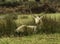 UK - Leicestershire - Bradgate Park - White Fallow Deer - Stag