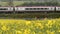 Uk railroad next to rapeseed field and sheep on another side under overcast rain. railway landscape