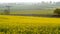 Uk railroad next to rapeseed field and sheep on another side under overcast rain. railway landscape