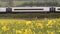 Uk railroad next to rapeseed field and sheep on another side under overcast rain. railway landscape