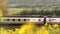 Uk railroad next to rapeseed field and sheep on another side under overcast rain. railway landscape