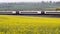 Uk railroad next to rapeseed field and sheep on another side under overcast rain. railway landscape