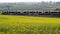 Uk railroad next to rapeseed field and sheep on another side under overcast rain. railway landscape