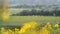 Uk railroad next to rapeseed field and sheep on another side under overcast rain. railway landscape