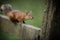 UK red squirrel on a farm gate